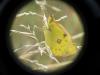 Colias sp.